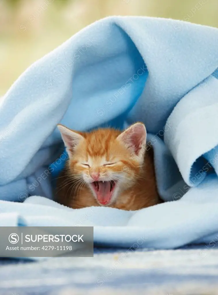kitten in blanket
