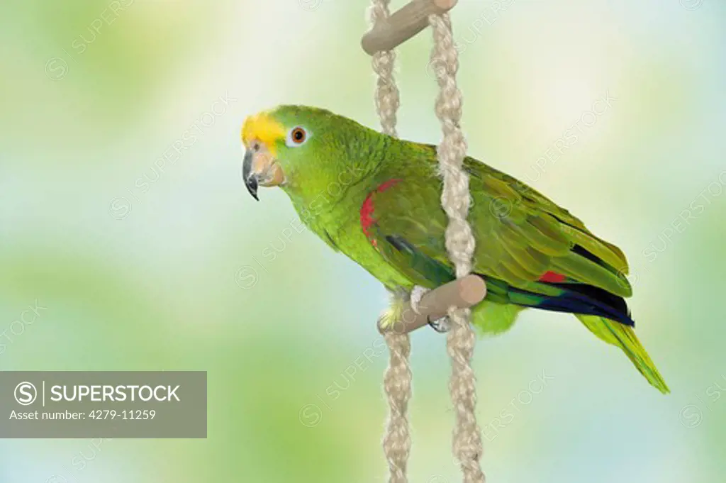 Yellow-crowned Amazon on ladder