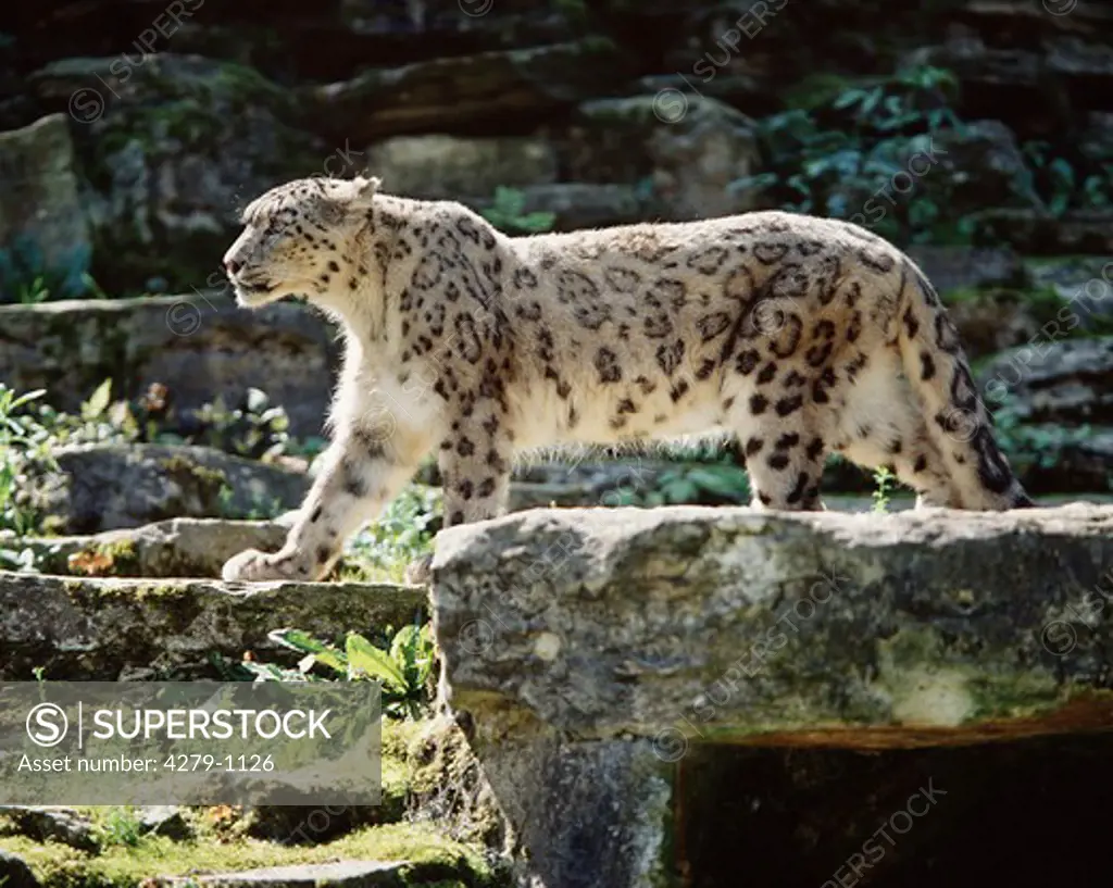 snow leopard, Panthera uncia