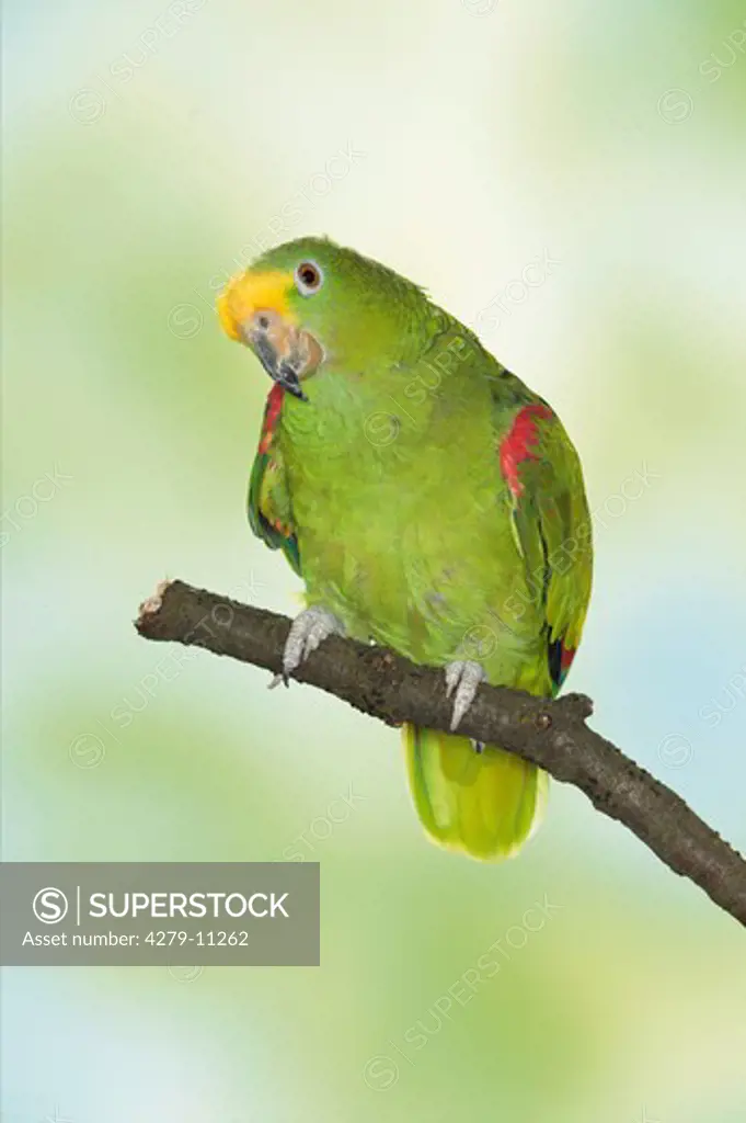 Yellow-crowned Amazon on branch