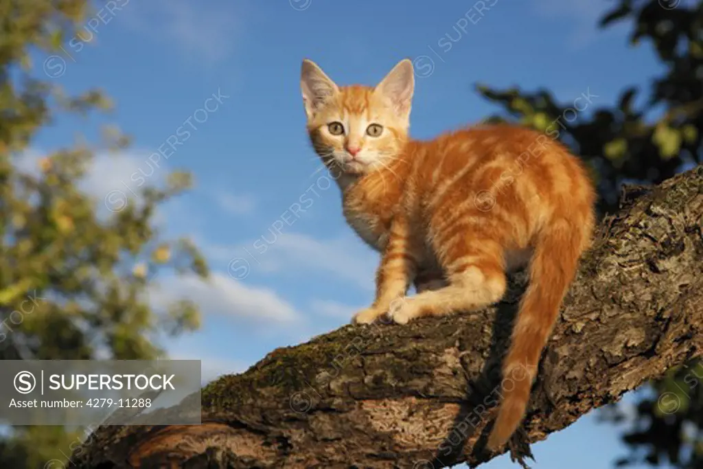 young domestic cat - standing on branch