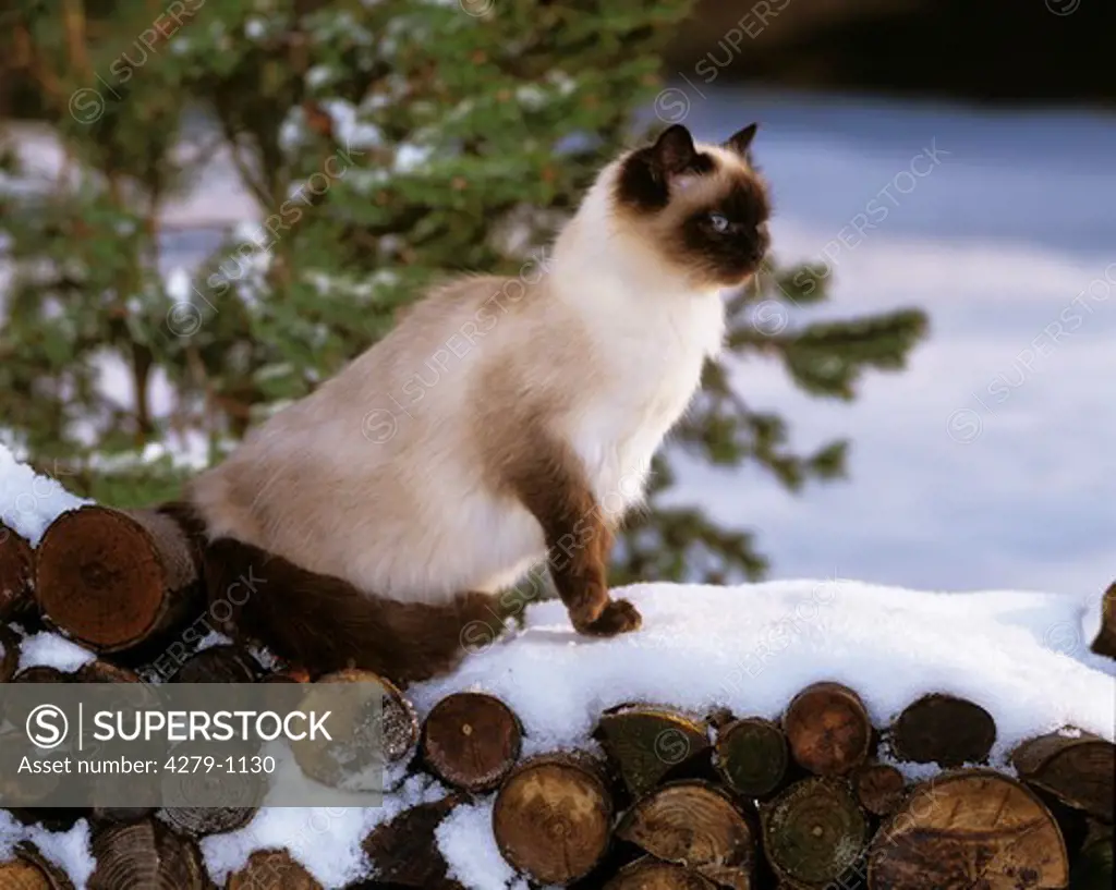 Thai Cat, Traditional Siamese Cat on firewood in snow