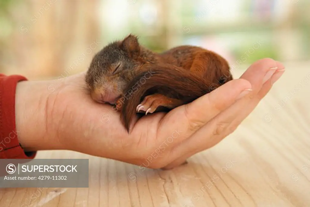 young European red squirrel - lying on hand, Sciurus vulgaris