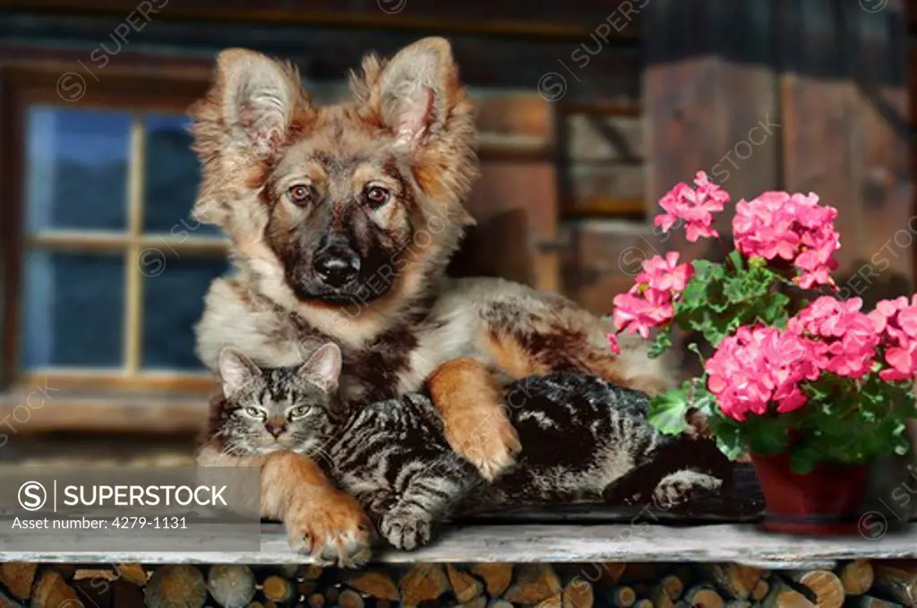 Animal friendship : dog and cat