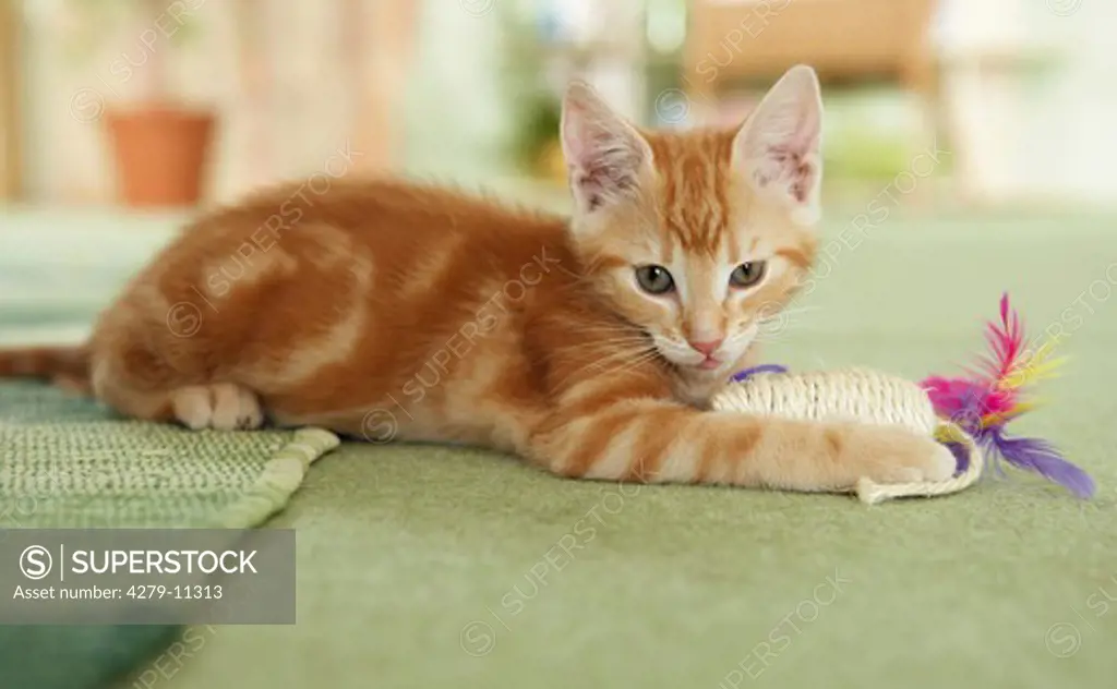 young domestic cat - with plaything