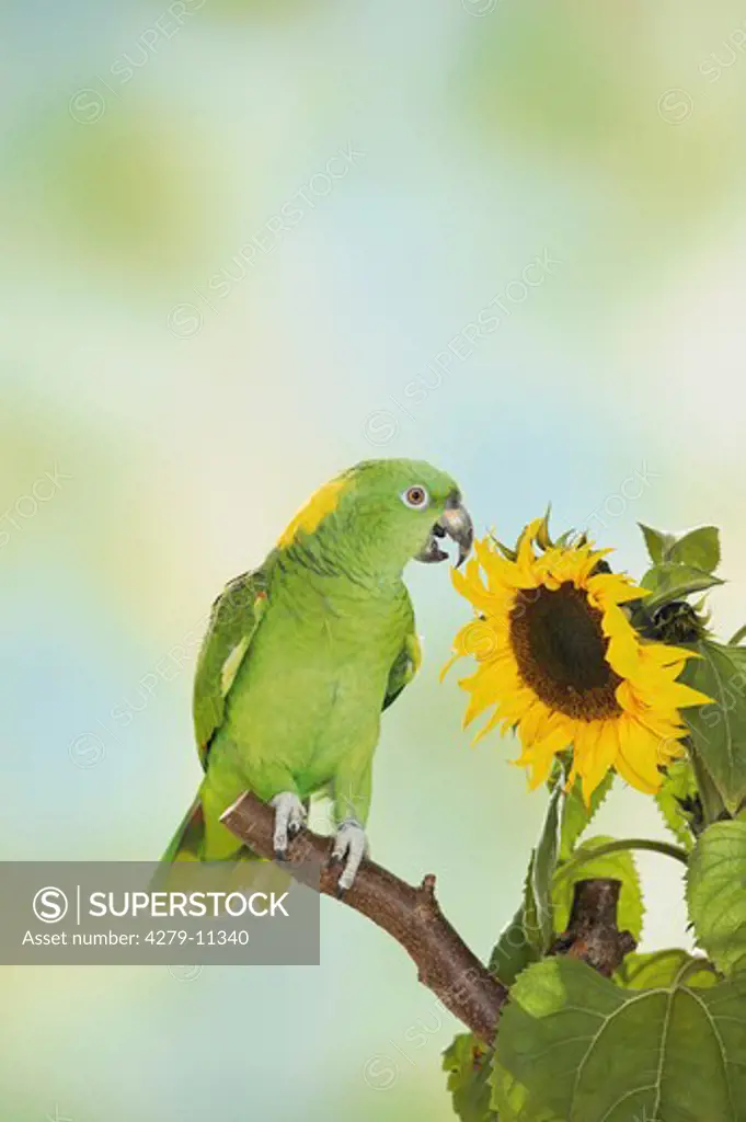 Yellow-headed Parrot on branch next to sunflower, Amazona oratrix
