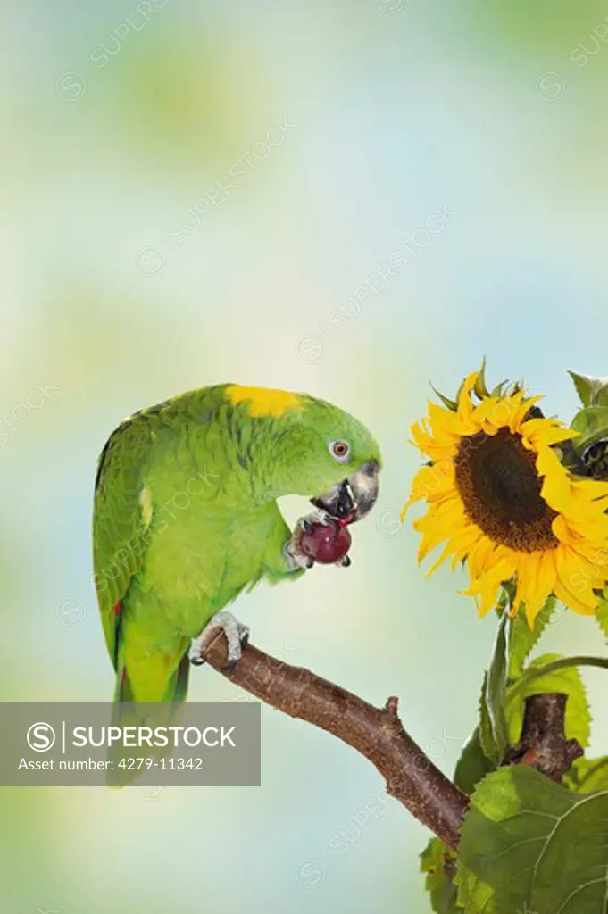 Yellow-headed Parrot on branch - munching grapes, Amazona oratrix