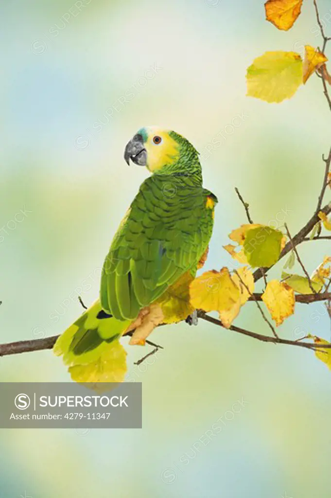 blue-fronted amazon on branch, Amazona aestiva