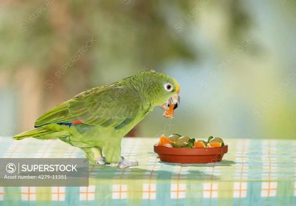 yellow-crowned parrot on table - munching, Amazona ochrocephala