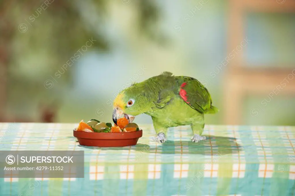 yellow-crowned parrot on table - munching, Amazona ochrocephala