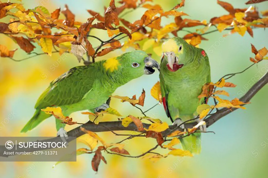 Yellow-headed Parrot and Yellow-naped Amazon Parrot on branch, Amazona oratrix - Amazona ochrocephala auropalliata