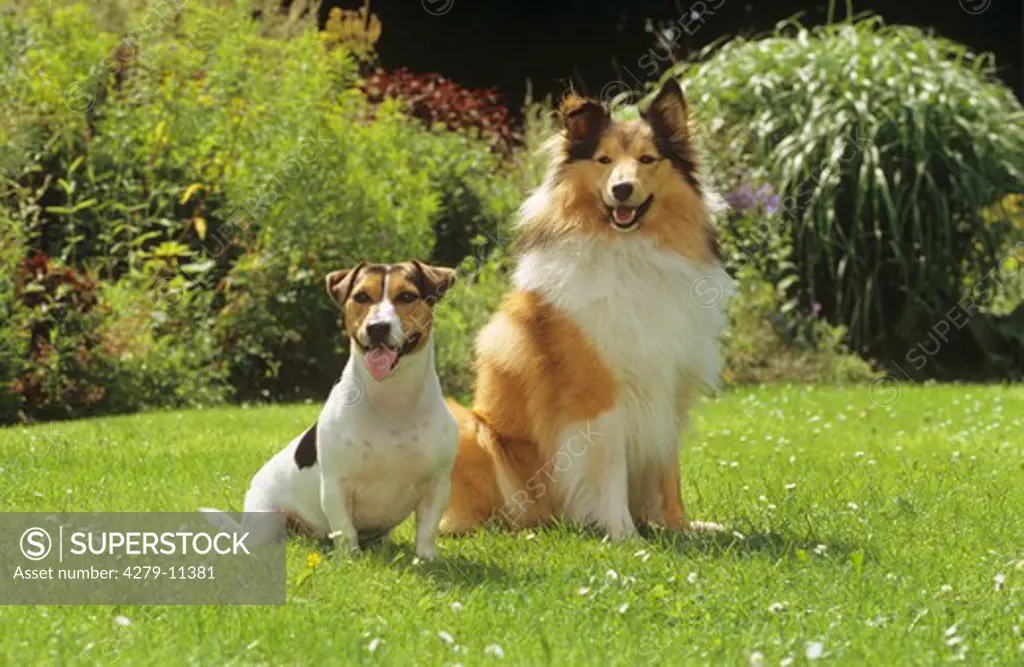 Jack Russell Terrier and Sheltie - sitting on meadow