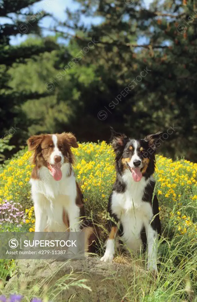 two Border Collies - sitting on a stone