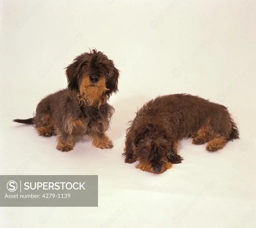 two wire-haired dachshunds