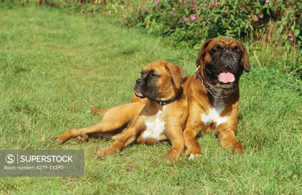 two Boxer - lying on meadow