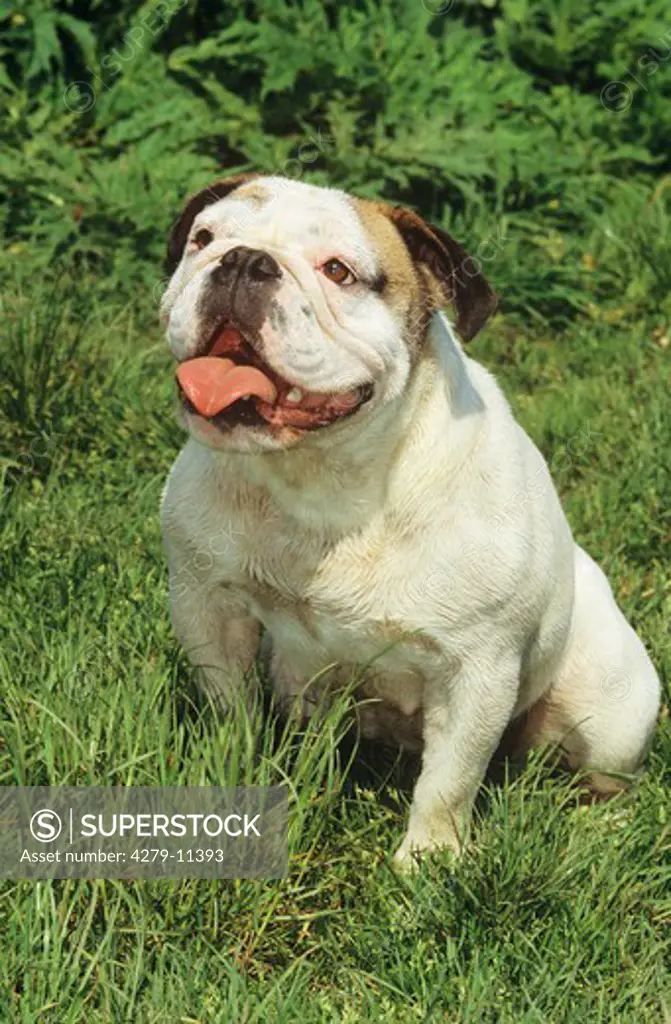 english bulldog - sitting on meadow