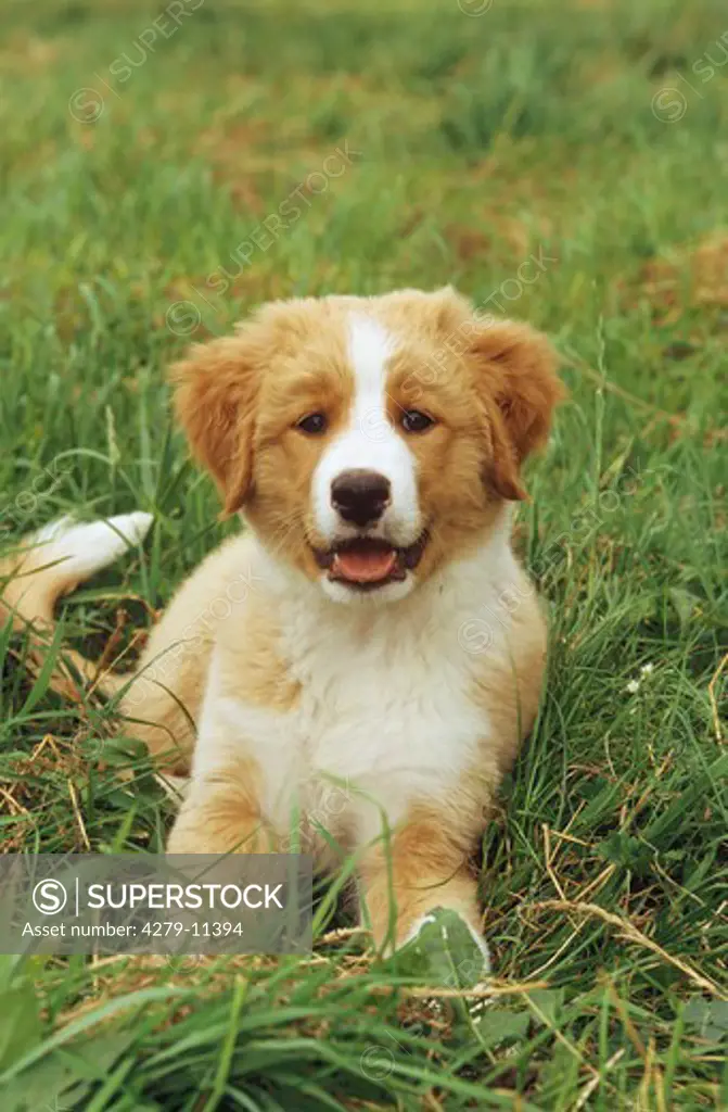 retriever mix - puppy - lying on meadow