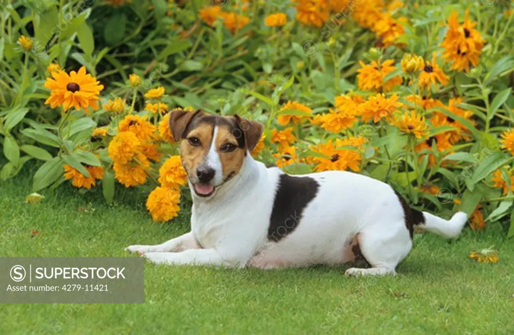 Jack Russell - lying in front of flowers