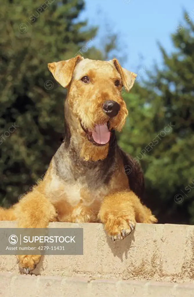 Airedale Terrier - paws over wall