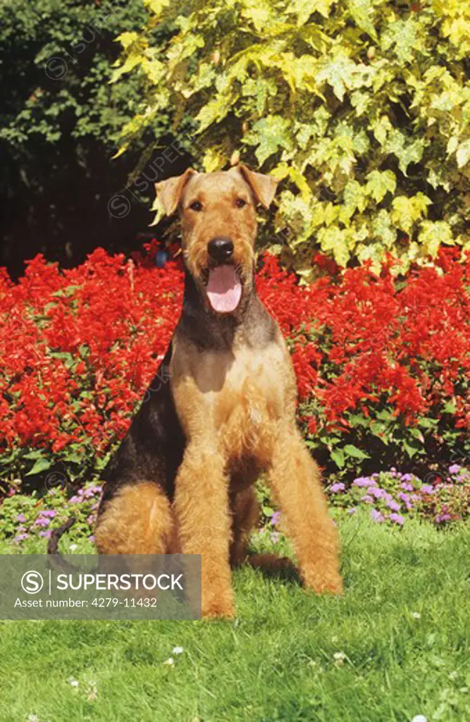 Airedale Terrier - sitting in front of flowers