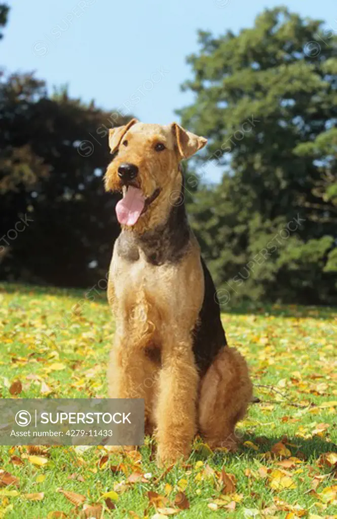 Airedale Terrier - sitting on meadow