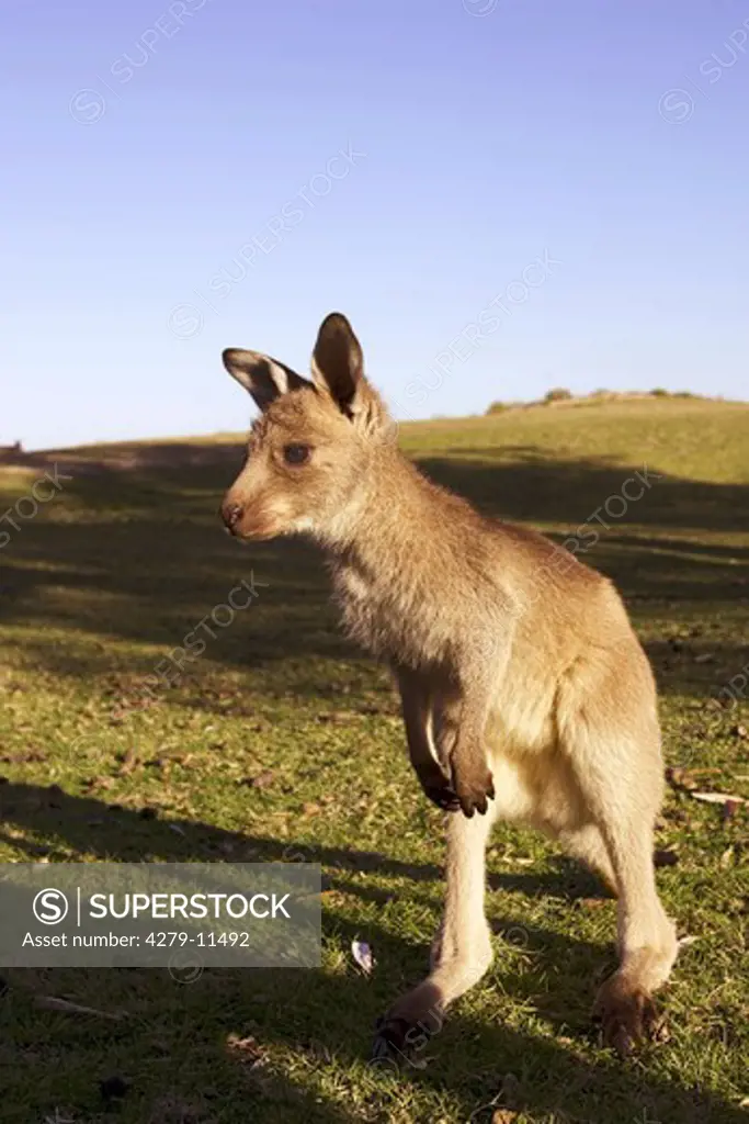 Eastern grey kangaroo - standing - lateral, Macropus giganteus