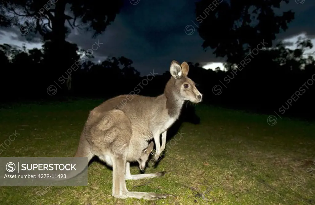 Eastern grey kangaroo - at night - with cub in bag, Macropus giganteus