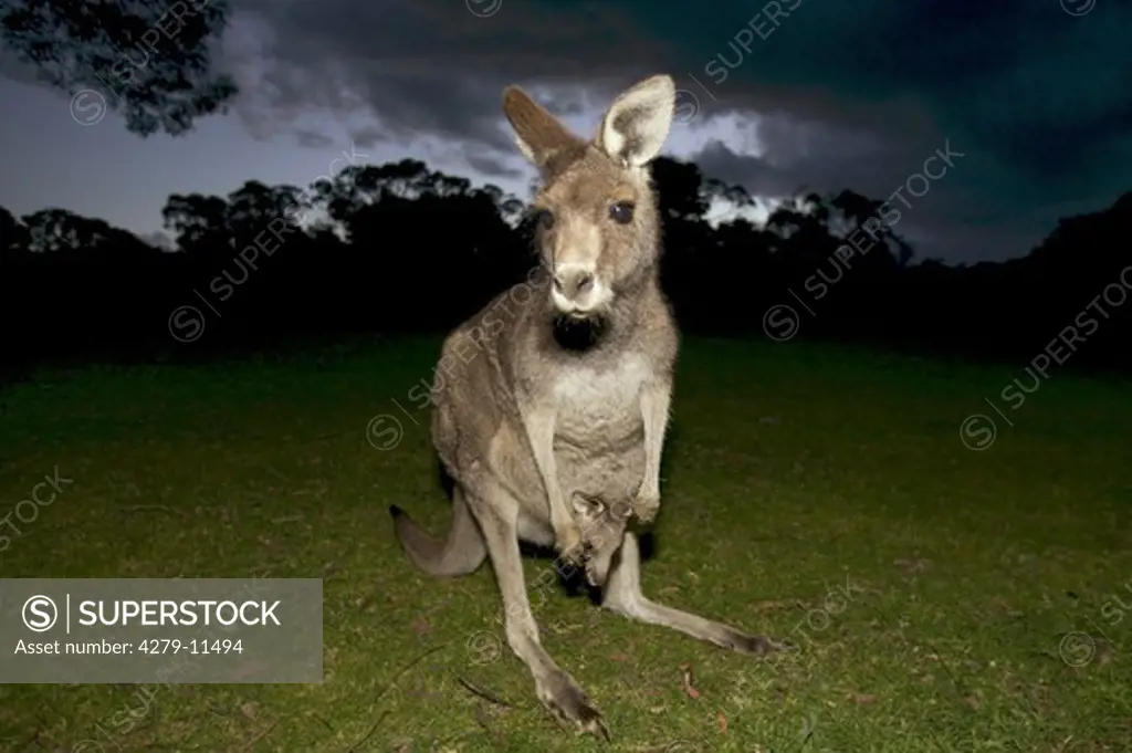 Eastern Grey Kangaroo - cub in the bag, Macropus giganteus