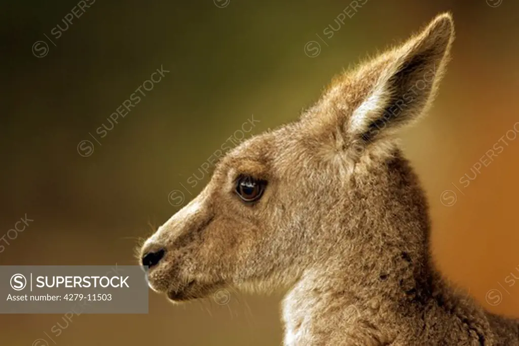 Eastern Grey Kangaroo - Head - lateral, Macropus giganteus