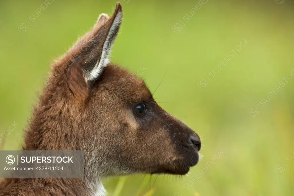 Island Kangaroo - Head - lateral