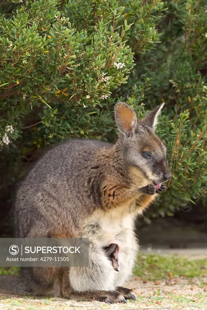 Tammar Wallaby - eating, Macropus eugenii