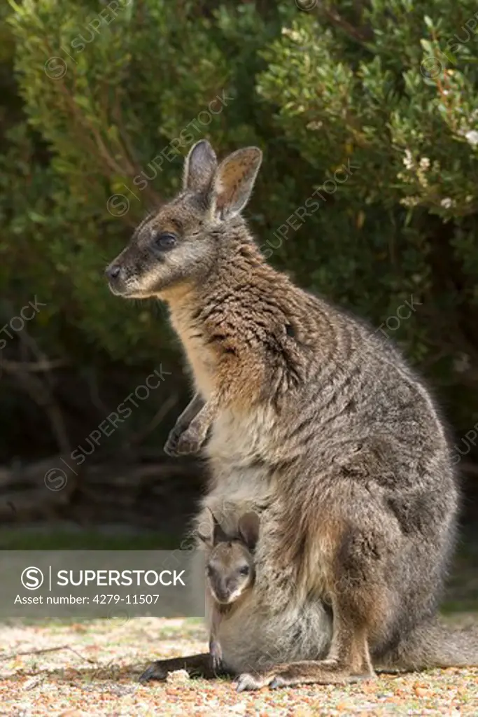 Tammar wallaby - with cub in bag, Macropus eugenii