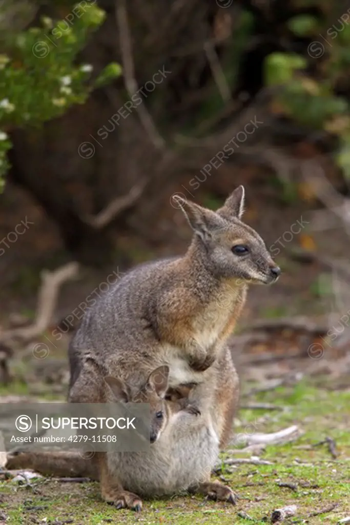 Tammar Wallaby - with cub in bag, Macropus eugenii