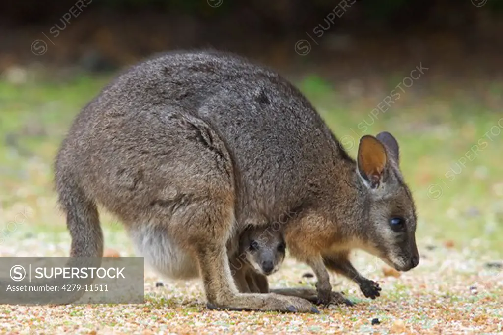 Tammar wallaby - with cub in bag, Macropus eugenii