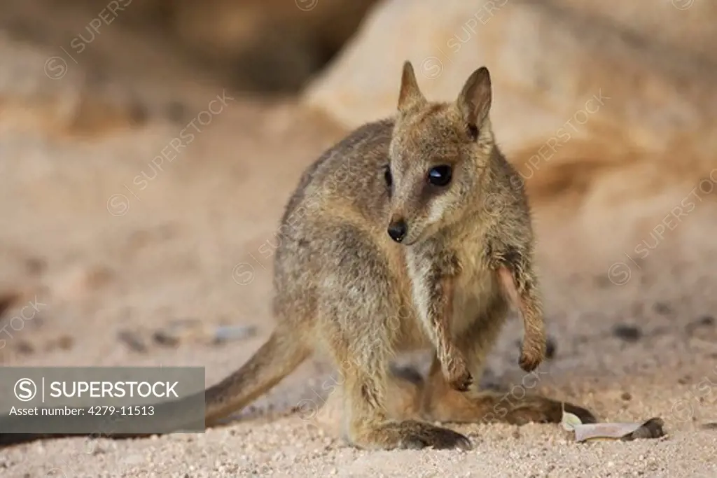 Black-Footed Rock-Wallaby - standing - on sand, Petrogale lateralis