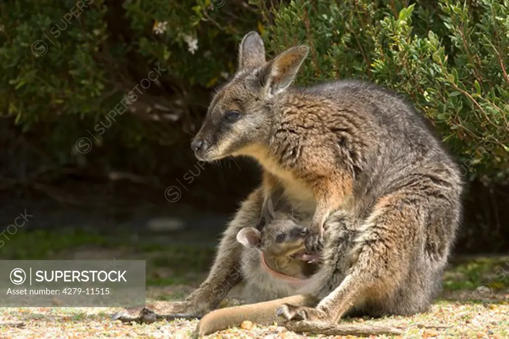 Tammar Wallaby - cub in bag, Macropus eugenii