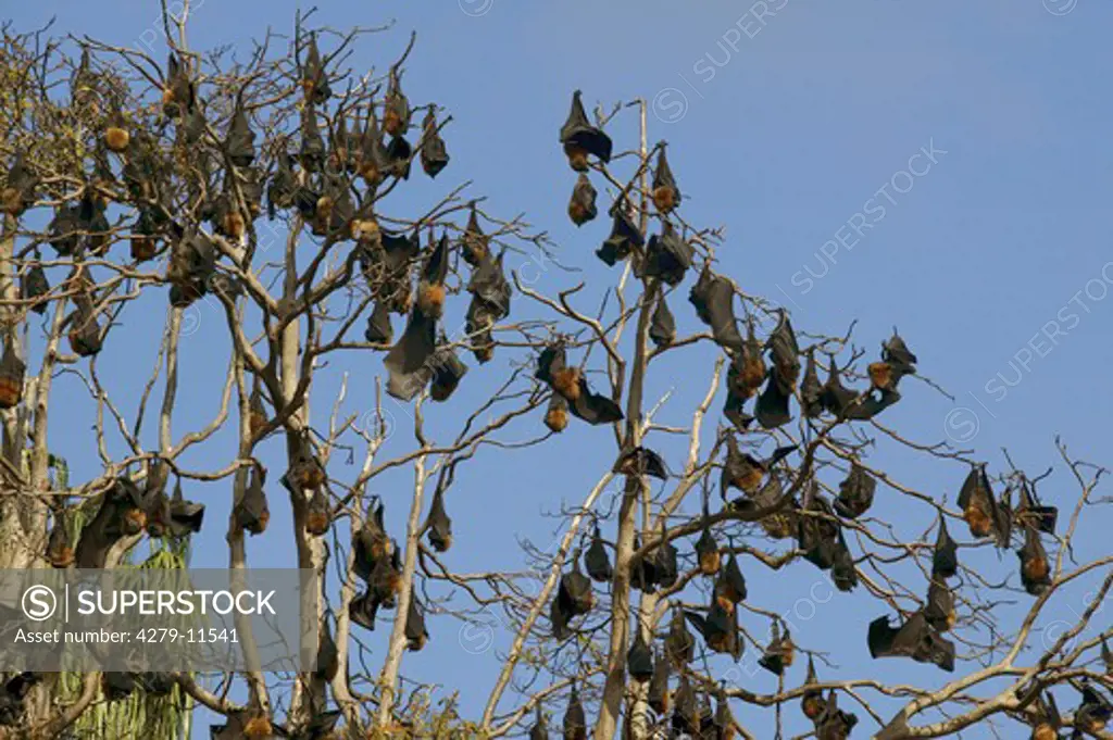 Grey-Headed Flying-Foxes - hanging on a tree, Pteropus poliocephalus