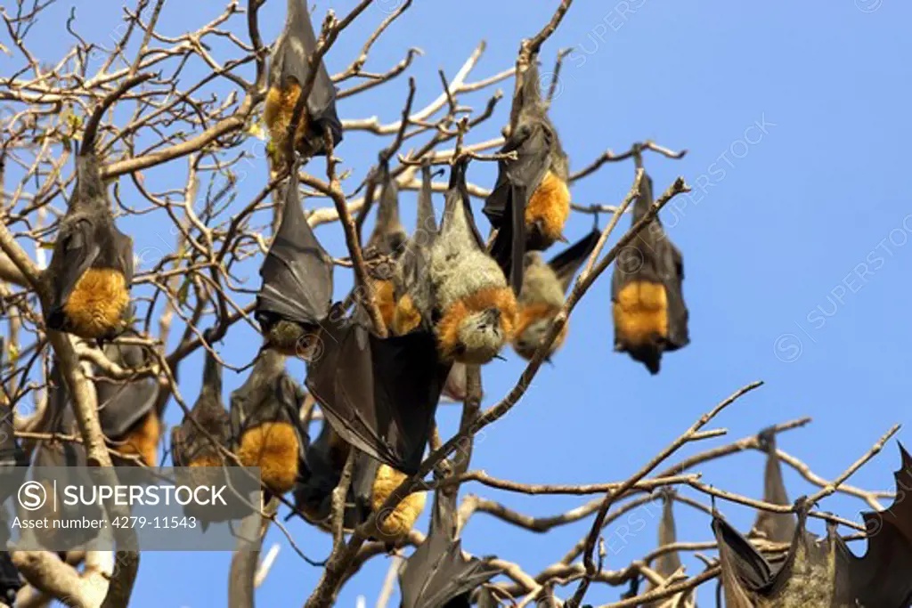 Grey-Headed Flying-Foxes - hanging on a tree, Pteropus poliocephalus