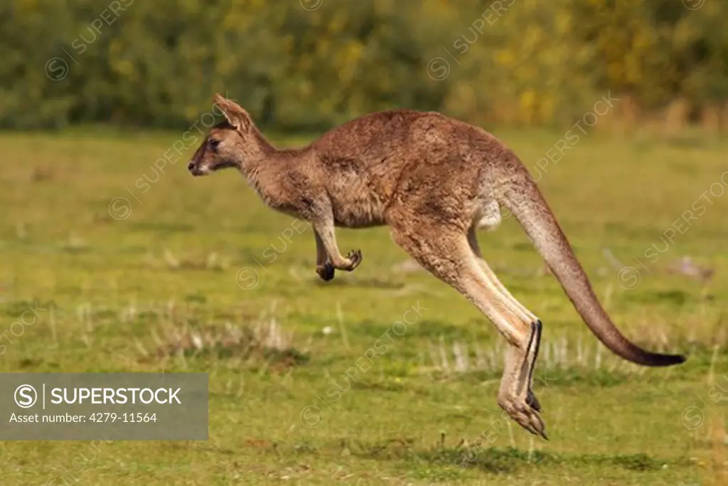 Eastern Grey Kangaroo, Macropus giganteus