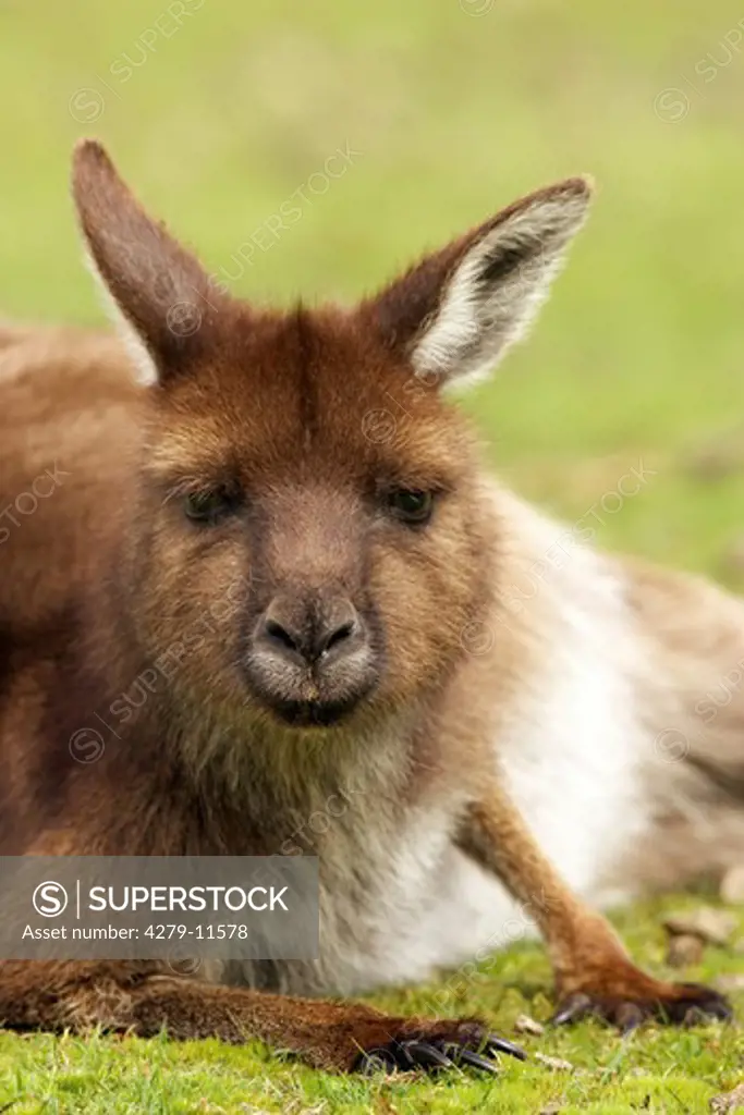 Island Kangaroo, Macropus fuliginosus