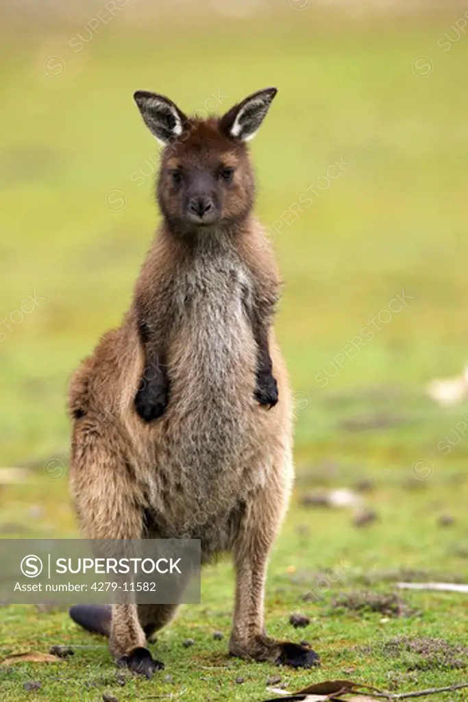 Island Kangaroo, Macropus fuliginosus