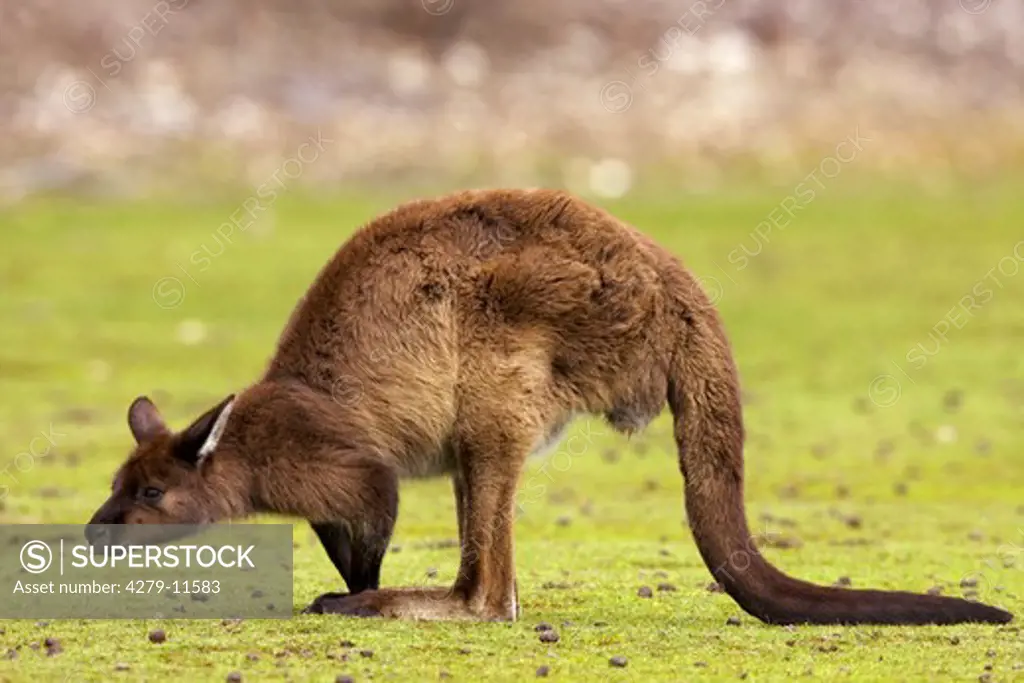 Island Kangaroo - standing - lateral, Macropus fuliginosus