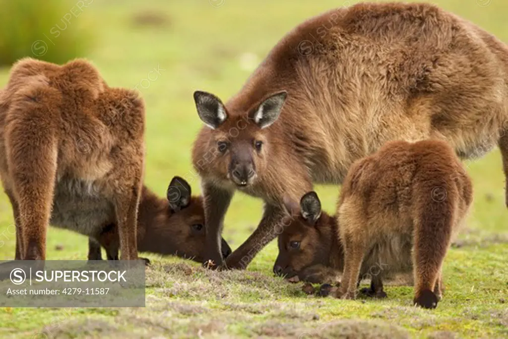 three island kangaroos - cub with two adult kangaroos, Macropus fuliginosus