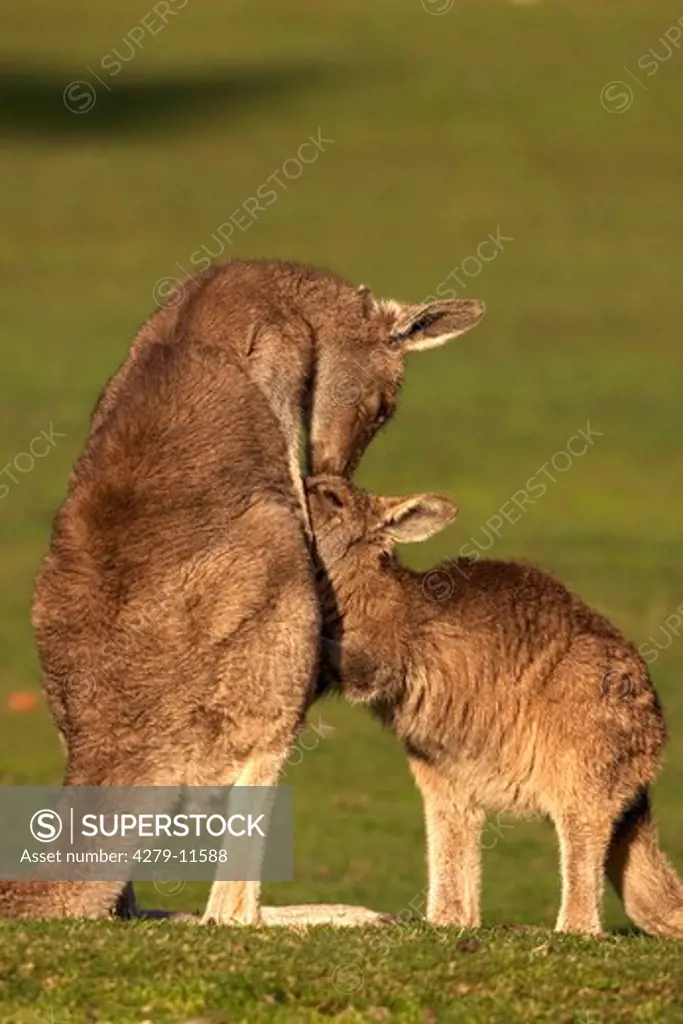 Eastern Grey Kangaroo - with cub, Macropus giganteus