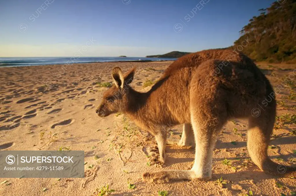 Eastern Grey Kangaroo, Macropus giganteus