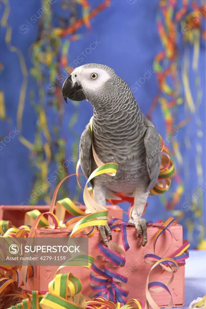 Psittacus erithacus, grey parrot