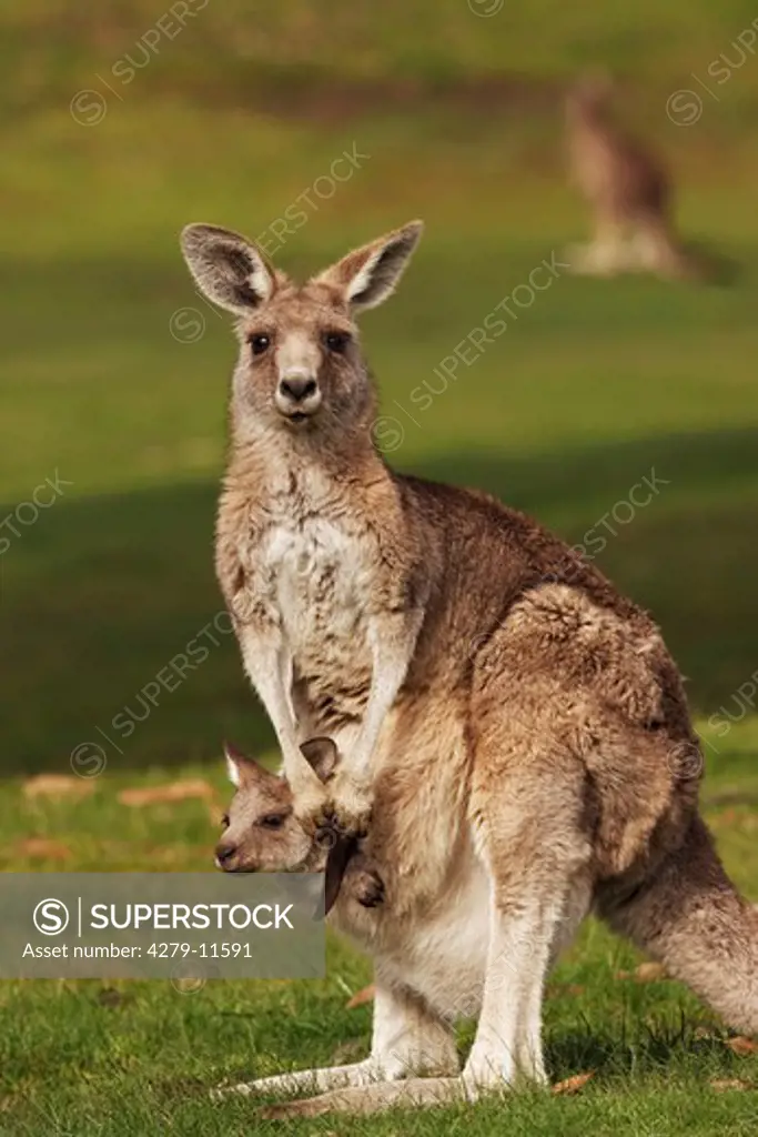 Eastern Gey Kangaroo, Macropus giganteus