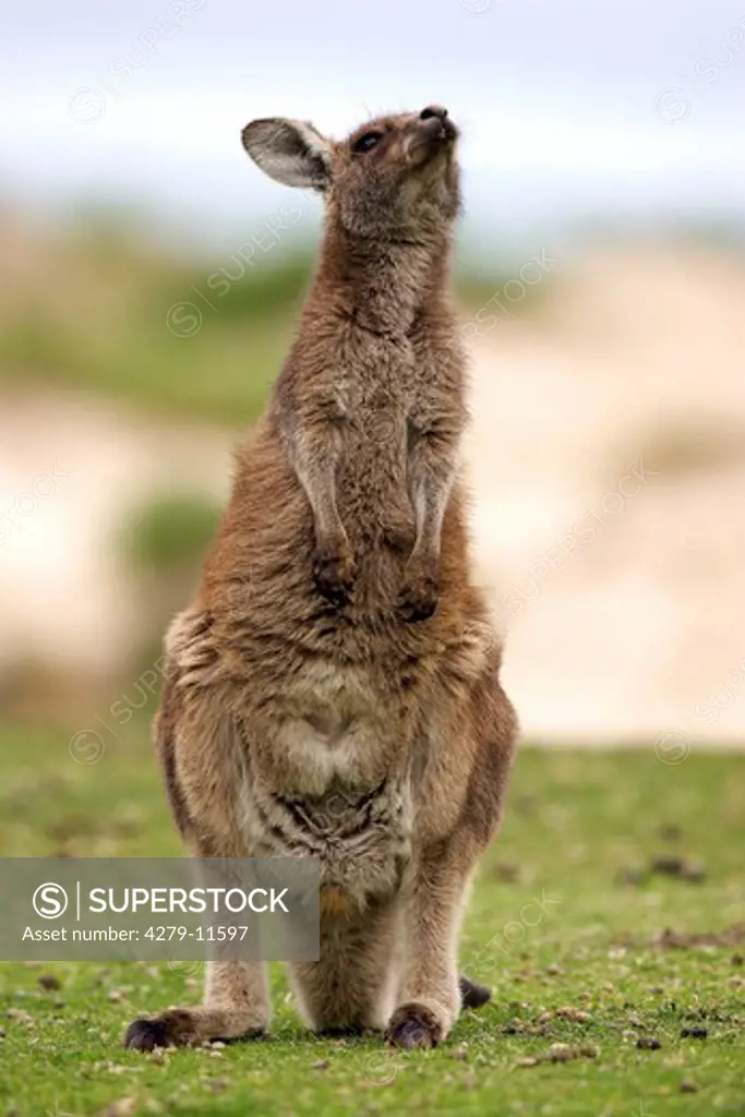 Eastern Grey Kangaroo - looking up to the sky, Macropus giganteus