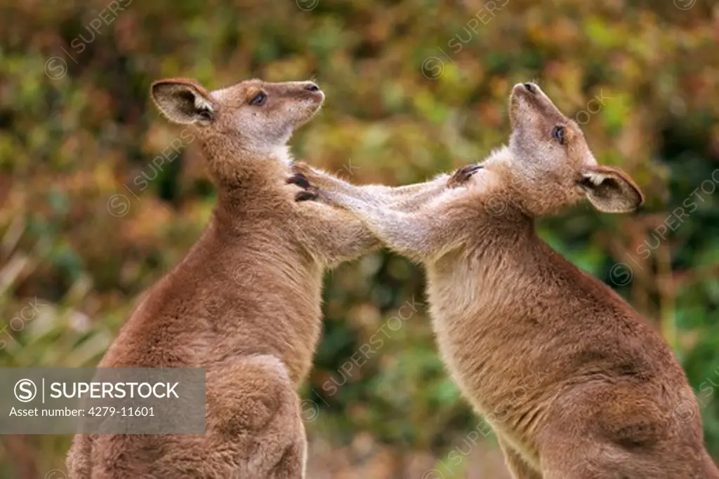 two Eastern grey kangaroos - fighting, Macropus giganteus