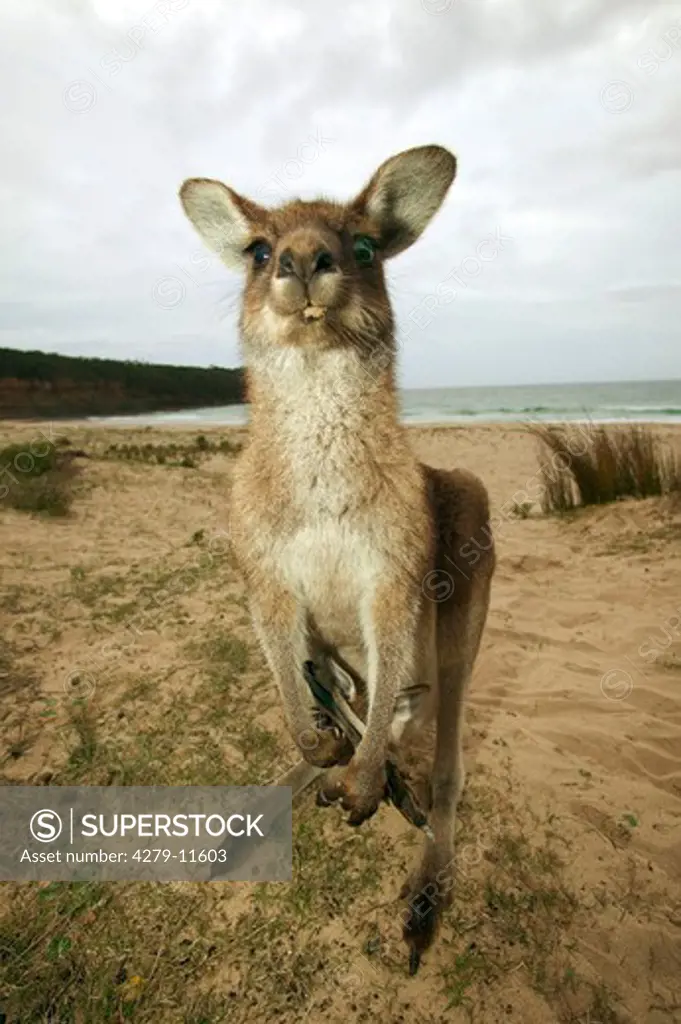 Eastern Grey Kangaroo - on the beach, Macropus giganteus